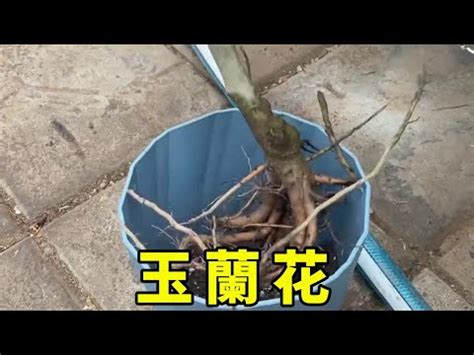 金玉蘭花種植